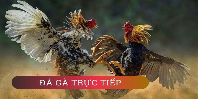 Hướng dẫn cách đăng nhập an toàn vào Gi8 - Gi8